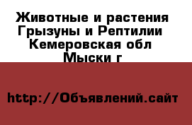 Животные и растения Грызуны и Рептилии. Кемеровская обл.,Мыски г.